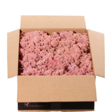 Véritable mousse d'Islande SVEINBJÖRN, rose, 2,7 kg