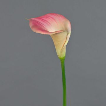 Calla artificielle DAISCHI, rose-crème, 70 cm, 11 x 14 cm