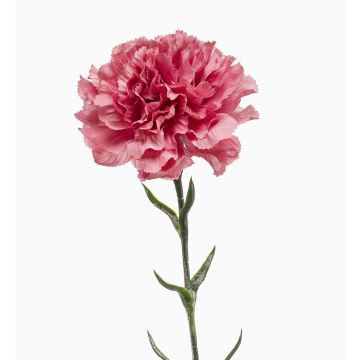 Oeillet artificiel NIRUSHA, vieux rose, 65cm, Ø9cm Oeillet artificiel NIRUSHA, vieux rose, 65cm, Ø9cm