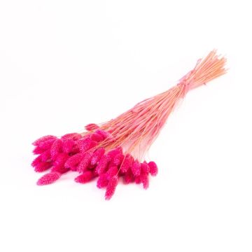 Herbe sèche Phalaris BRAGILA, botte, fuchsia, 50-75cm, Ø12cm Herbe sèche Phalaris BRAGILA, botte, fuchsia, 50-75cm, Ø12cm