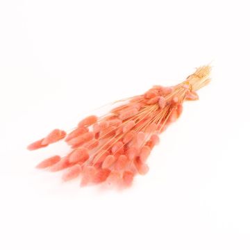 Herbe sèche BORKA, botte de lagurus, vieux rose, 55-75cm, Ø12cm