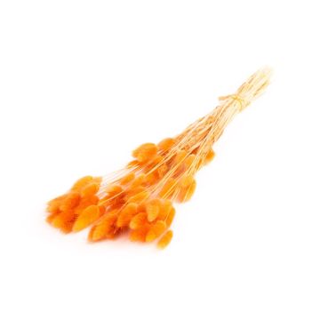 Herbe sèche BORKA, botte de lagurus, orange foncé, 55-75cm, Ø12cm