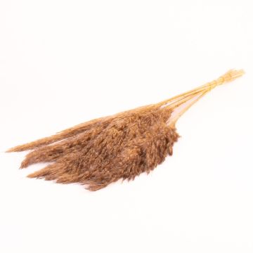 Botte sèche de roseau DONJETA, gris-beige, 70-80cm, Ø15cm Botte sèche de roseau DONJETA, gris-beige, 70-80cm, Ø15cm