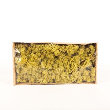 Mousse d'Islande naturelle SVEINBJÖRN, vert kiwi, 500g