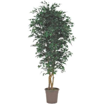 Erable du Japon décoratif KESCHA, troncs naturels, vert, 225cm - Made in Italy Erable du Japon décoratif KESCHA, troncs naturels, vert, 225cm - Made in Italy