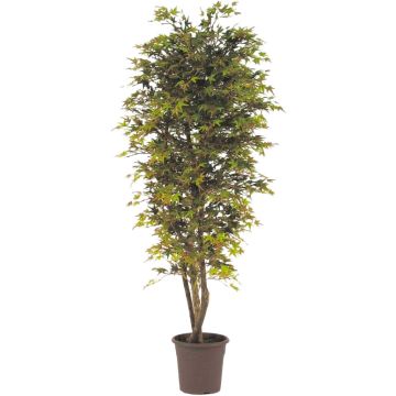 Erable du Japon décoratif KESCHA, troncs naturels, vert-rouge, 200cm - Made in Italy Erable du Japon décoratif KESCHA, troncs naturels, vert-rouge, 200cm - Made in Italy