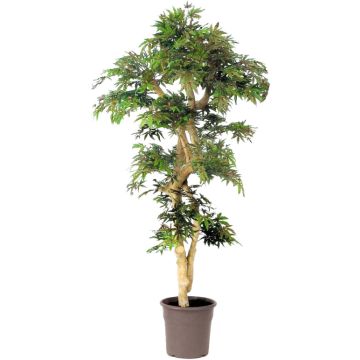 Arbre artificiel Érable du Japon DANIIL, tronc en bois véritable, vert-rouge, 185cm - Made in Italy Arbre artificiel Érable du Japon DANIIL, tronc en bois véritable, vert-rouge, 185cm - Made in Italy