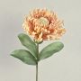Leucospermum Protea décoratif ISLARTINA, crème-abricot, 75cm