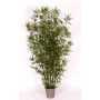 Bambou artificiel HILDEMARA, tiges de bambou naturelles, crossdoor, 150cm - Made in Italy