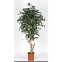 Ficus Benjamina synthétique SILENO, tronc en bois véritable, vert-blanc, 175cm - Made in Italy