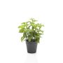 Menthe artificielle WHOOPI en pot décoratif, vert, 23cm