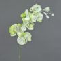 Fausse fleur Orchidée MYRIA, neige, vert, 75cm