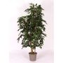 Ficus Benjamina décoratif CASILDA, troncs naturels, vert, 175cm - Made in Italy