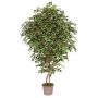 Ficus Benjamina décoratif NEVANTA, troncs en bois véritable, vert-blanc, 250cm - Made in Italy