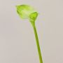 Calla artificiel MARIOLA, vert, 80cm, 8x15cm