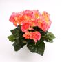 Fausse fleur Bégonia IVANA à planter, rose, 20cm, Ø3-5cm