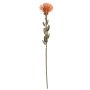 Fleur décorative Leucospermum Protea URMINE, aspect sec, orange, 60cm