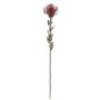 Fleur décorative Leucospermum Protea URMINE, aspect sec, rouge bourgogne, 60cm