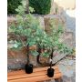 Arbre artificiel Eucalyptus WISGARD, tronc artificiel, vert-gris, 120cm