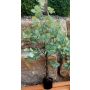 Arbre artificiel Eucalyptus WISGARD, tronc artificiel, vert-gris, 180cm