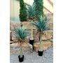 Yucca rostrata en plastique HARDIN, pot décoratif, 180cm