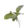 Feuilles d'Orchidée Phalaenopsis en plastique PRIMUS, racine aérienne, 19x34cm