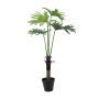 Plante décorative Philodendron Selloum ELTON, 120cm