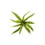Plante décorative Fougère nid FRANNY, à planter, vert, 30cm, Ø30cm