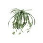 Fausse plante araignée MALOU à planter, vert-blanc, 60cm