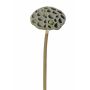 Inflorescences de lotus artificiel JOHNTEN, brun, 65cm, Ø10cm