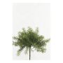 Asparagus sprengeri en plastique MONET à planter, 10cm