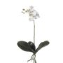 Fausse orchidée Phalaenopsis FAO à planter, blanc, 45cm