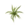 Plante décorative Fougère à boutons BELONA à planter, vert, 50cm