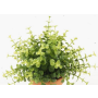 Eucalyptus décoratif JOSHUA à planter, vert, 20cm, Ø17cm