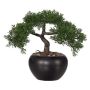 Arbre décoratif Bonsaï cèdre FALKE avec des racines, pot en céramique, 26cm