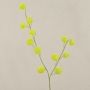 Branche décorative Gomphocarpus ELAENA, fruits, vert, 100cm