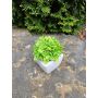 Echeveria macdougallii décoratif KATNISS, pot en céramique, vert, 12cm