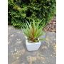 Agave decipiens décoratif KATNISS, pot en céramique, vert-rouge, 19cm