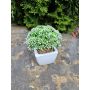 Sedum telephium décoratif KATNISS, pot en céramique, vert, 14cm