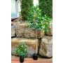 Faux citronnier AINSLEY avec des fruits, tronc artificiel, 150cm