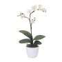 Orchidée Phalaenopsis décorative MALZA, piquet, racines, crème, 55cm