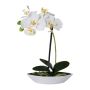 Orchidée Phalaenopsis décorative ORWAN, coupe décorative, racines, blanc, 30cm