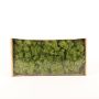Mousse d'Islande naturelle SVEINBJÖRN, vert prairie, 500g