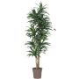 Arbre artificiel Dracaena Fragrans KANDIDA, troncs naturels, vert, 150cm - Made in Italy