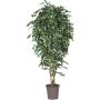 Ficus Benjamina décoratif LUDGARDIS, troncs naturels, vert-blanc, 225cm - Made in Italy