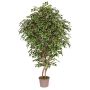 Ficus Benjamina décoratif NEVANTA, troncs en bois véritable, vert-blanc, 225cm - Made in Italy