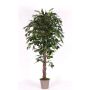 Ficus Benjamina artificiel AMANCIO, troncs naturels, vert, 150cm - Made in Italy