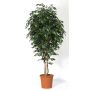 Faux Ficus Benjamina LEVANTA, troncs naturels, vert, 275cm - Made in Italy