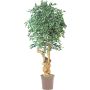 Ficus Benjamina artificiel AURELIANO, tronc naturel, vert-blanc, 200cm - Made in Italy