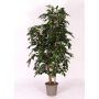 Ficus Benjamina décoratif CASILDA, troncs naturels, vert, 150cm - Made in Italy